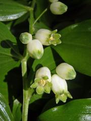 Kokořík širolistý (Polygonatum latifolium (Jacq.) Desf.)