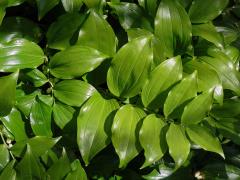 Kokořík širolistý (Polygonatum latifolium (Jacq.) Desf.)