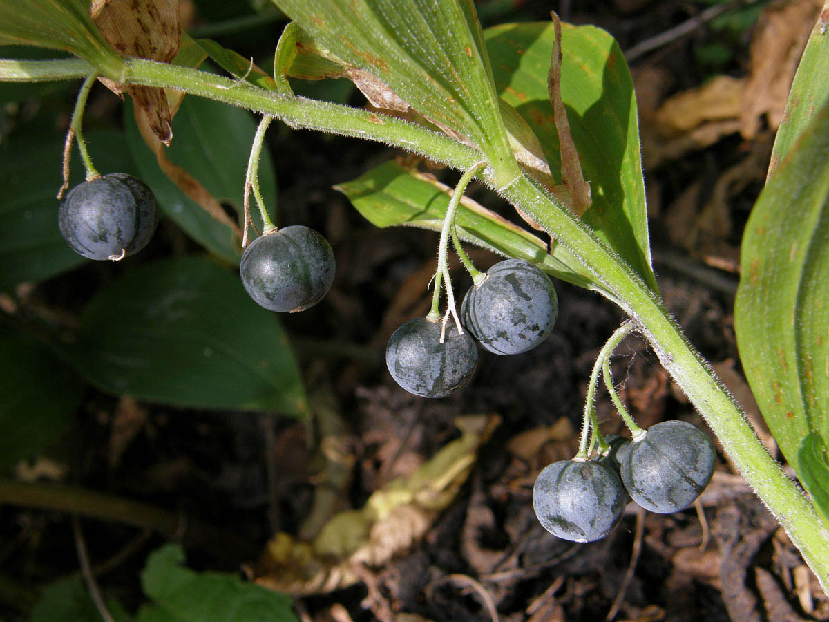 Kokořík širolistý (Polygonatum latifolium (Jacq.) Desf.)