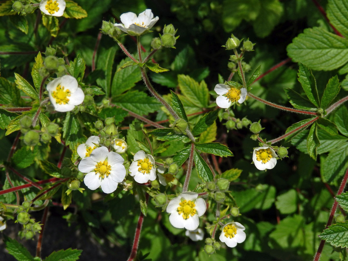 Mochna skalní (Potentilla rupestris L.)