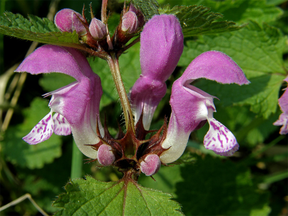 Hluchavka skvrnitá (Lamium maculatum L.)