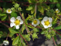 Mochna skalní (Potentilla rupestris L.)