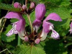 Hluchavka skvrnitá (Lamium maculatum L.)