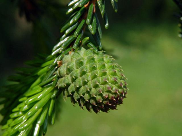 Hálky korovnice laponské (Adelges tardus), smrk východní