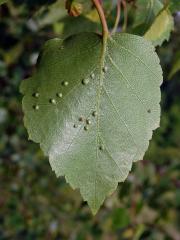 Hálky vlnovníka Cecidophyopsis betulae