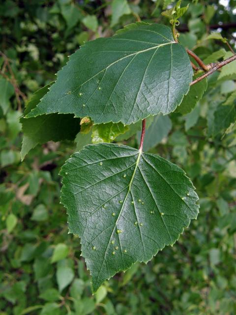 Hálky vlnovníka Cecidophyopsis betulae