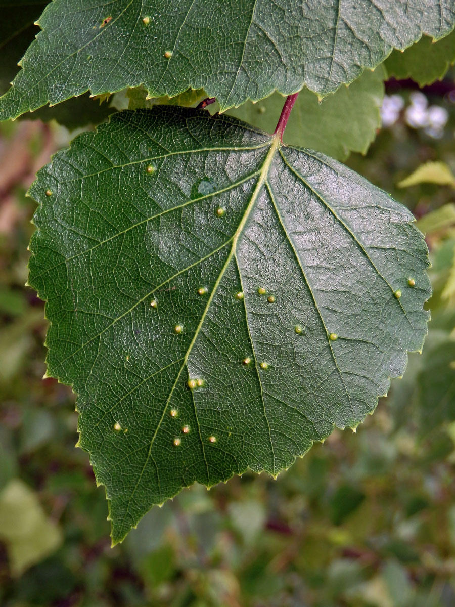 Hálky vlnovníka Cecidophyopsis betulae