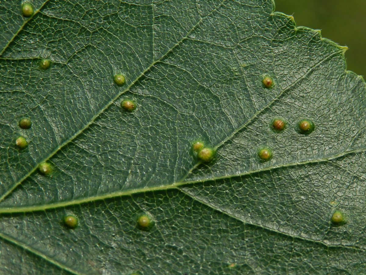 Hálky vlnovníka Cecidophyopsis betulae