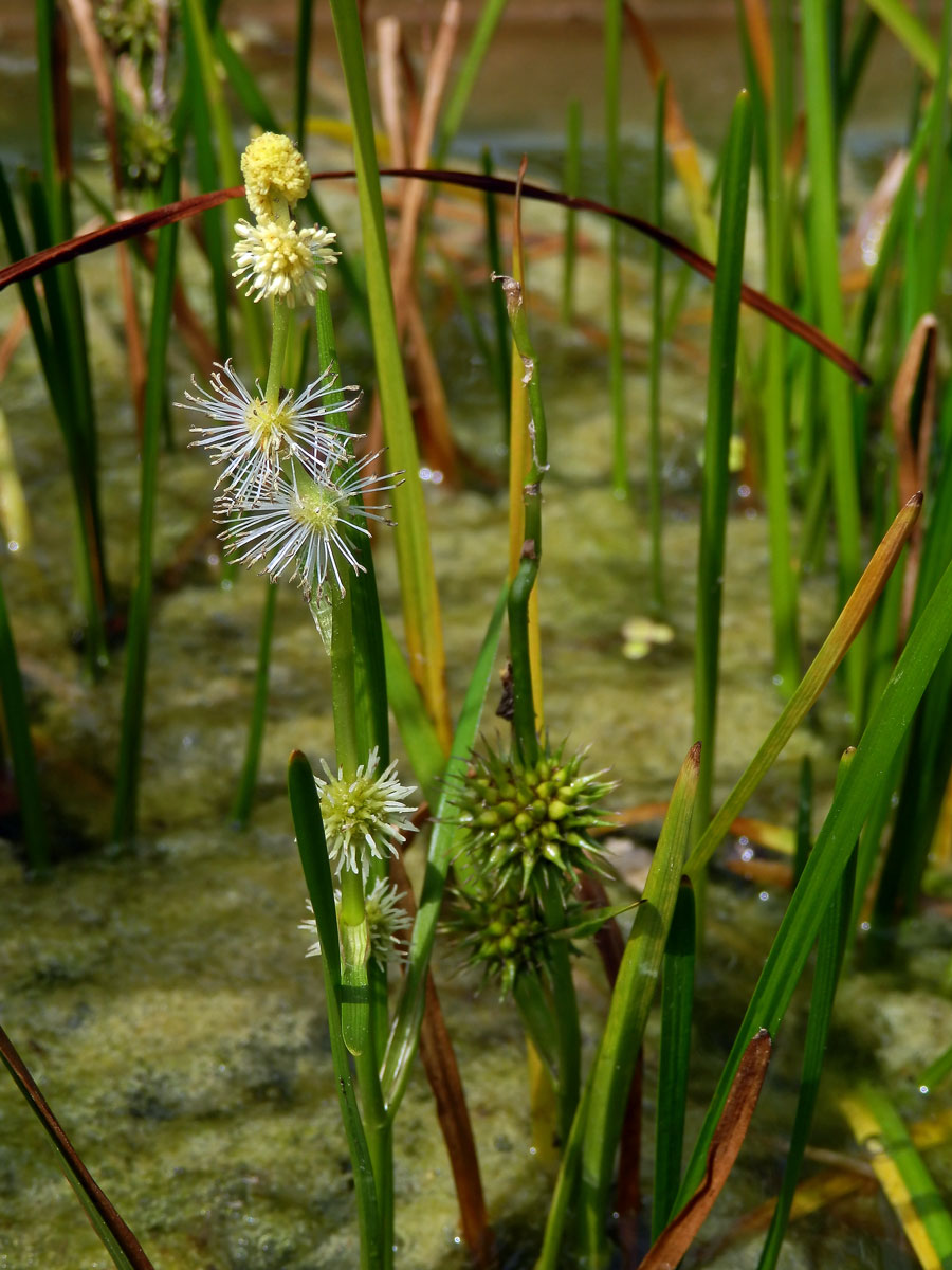 Zevar jednoduchý (Sparganium emersum Rehmann)