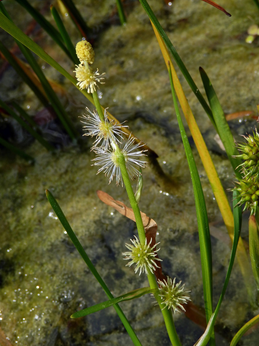 Zevar jednoduchý (Sparganium emersum Rehmann)