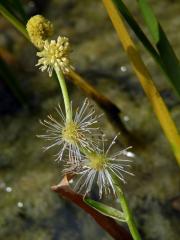 Zevar jednoduchý (Sparganium emersum Rehmann)