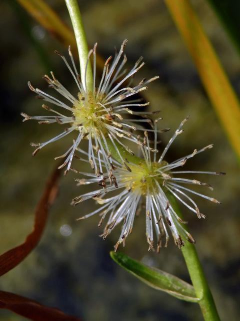 Zevar jednoduchý (Sparganium emersum Rehmann)