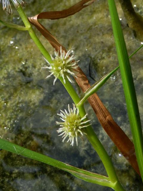 Zevar jednoduchý (Sparganium emersum Rehmann)