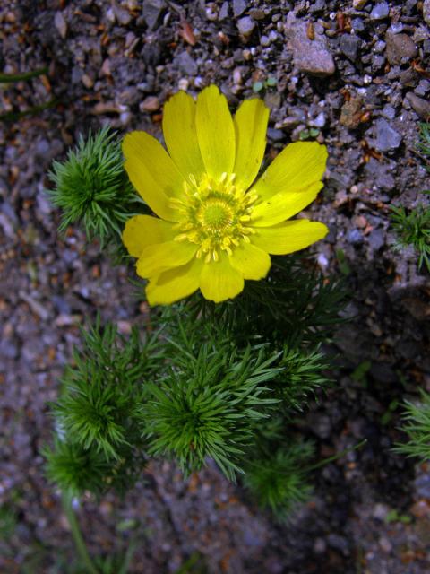 Hlaváček jarní (Adonis vernalis L.)