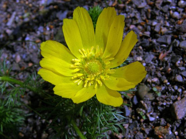 Hlaváček jarní (Adonis vernalis L.)