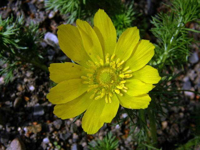 Hlaváček jarní (Adonis vernalis L.)