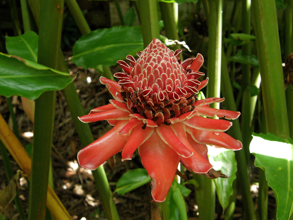 Etlingera elatior (Jack) R. M. Sm.