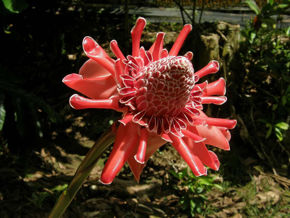 Etlingera elatior (Jack) R. M. Sm.