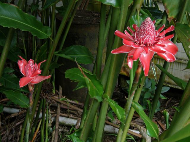 Etlingera elatior (Jack) R. M. Sm.