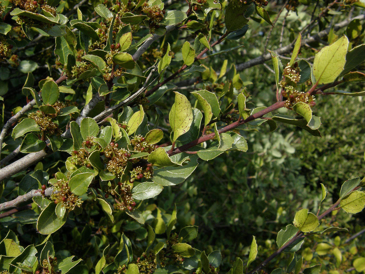 Řešetlák proměnlivý (Rhamnus alternus L.)