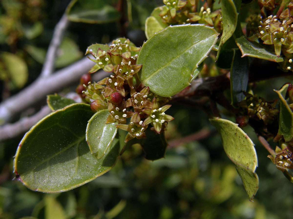 Řešetlák proměnlivý (Rhamnus alternus L.)