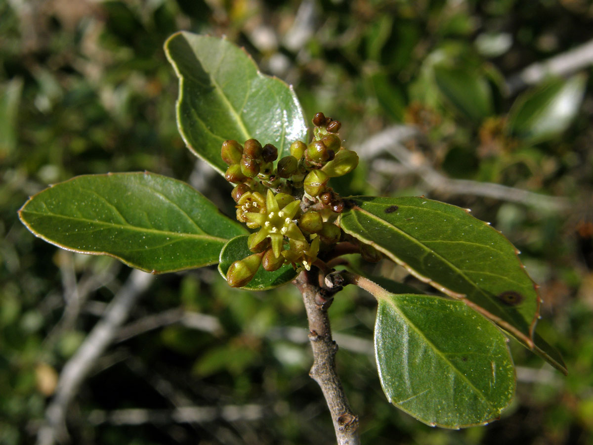 Řešetlák proměnlivý (Rhamnus alternus L.)