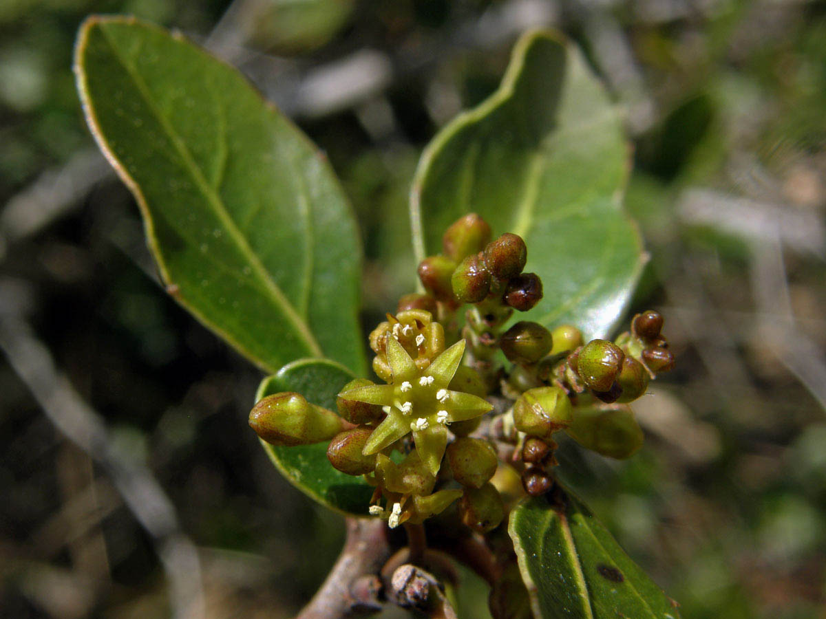 Řešetlák proměnlivý (Rhamnus alternus L.)