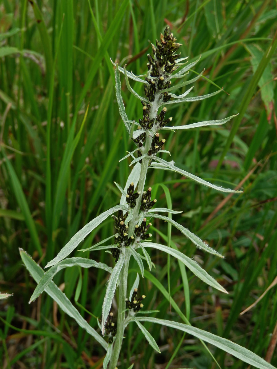 Protěž norská (Gnaphalium norvegicum Gunnerus)