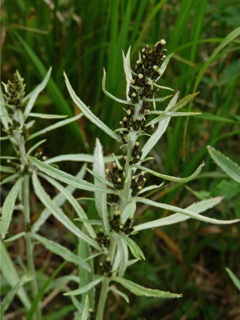 Protěž norská (Gnaphalium norvegicum Gunnerus)