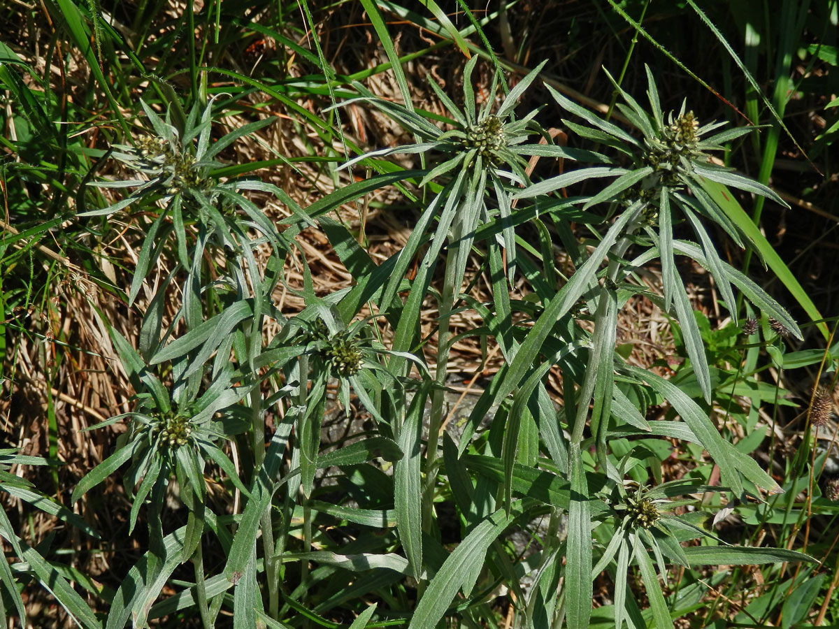 Protěž norská (Gnaphalium norvegicum Gunnerus)