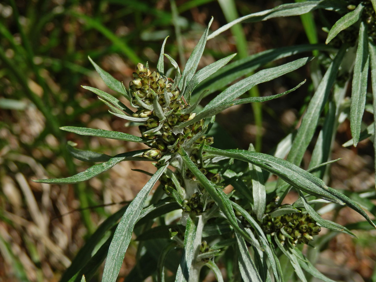 Protěž norská (Gnaphalium norvegicum Gunnerus)