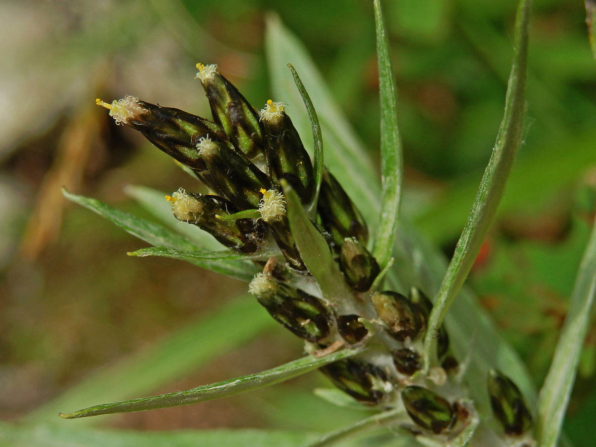 Protěž norská (Gnaphalium norvegicum Gunnerus)