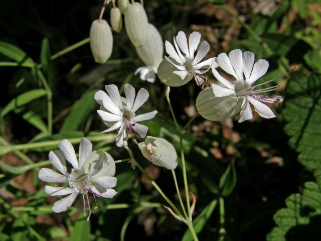 Silenka nadmutá (Silene vulgaris (Moench) Garcke)