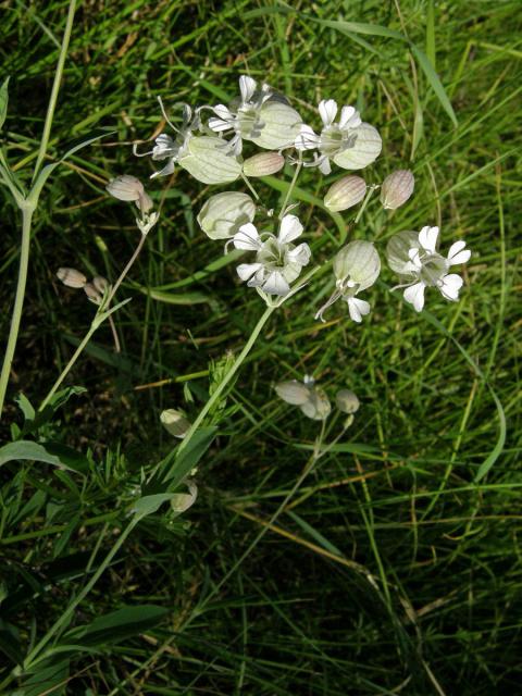 Silenka nadmutá (Silene vulgaris (Moench) Garcke)