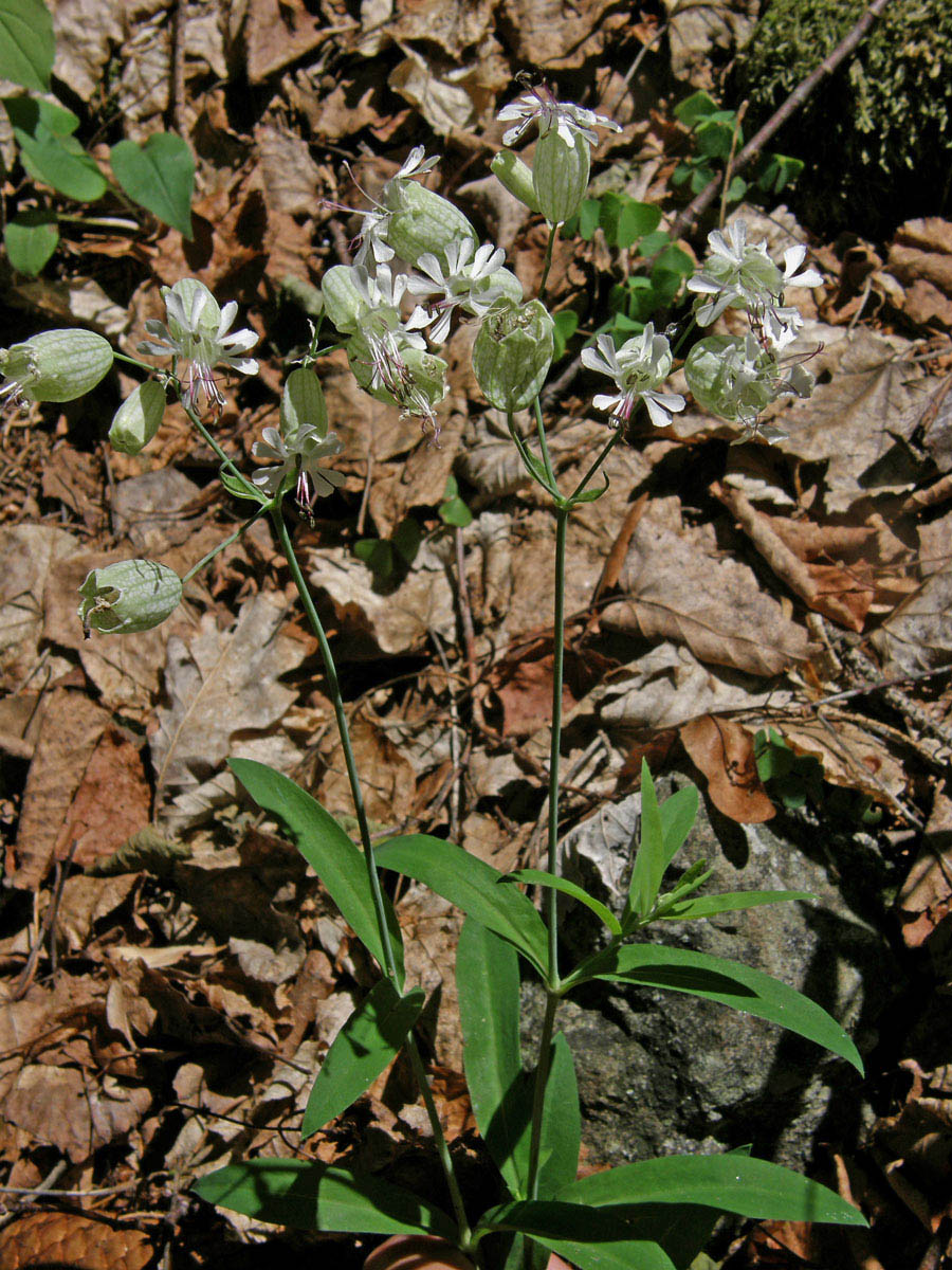 Silenka nadmutá (Silene vulgaris (Moench) Garcke)