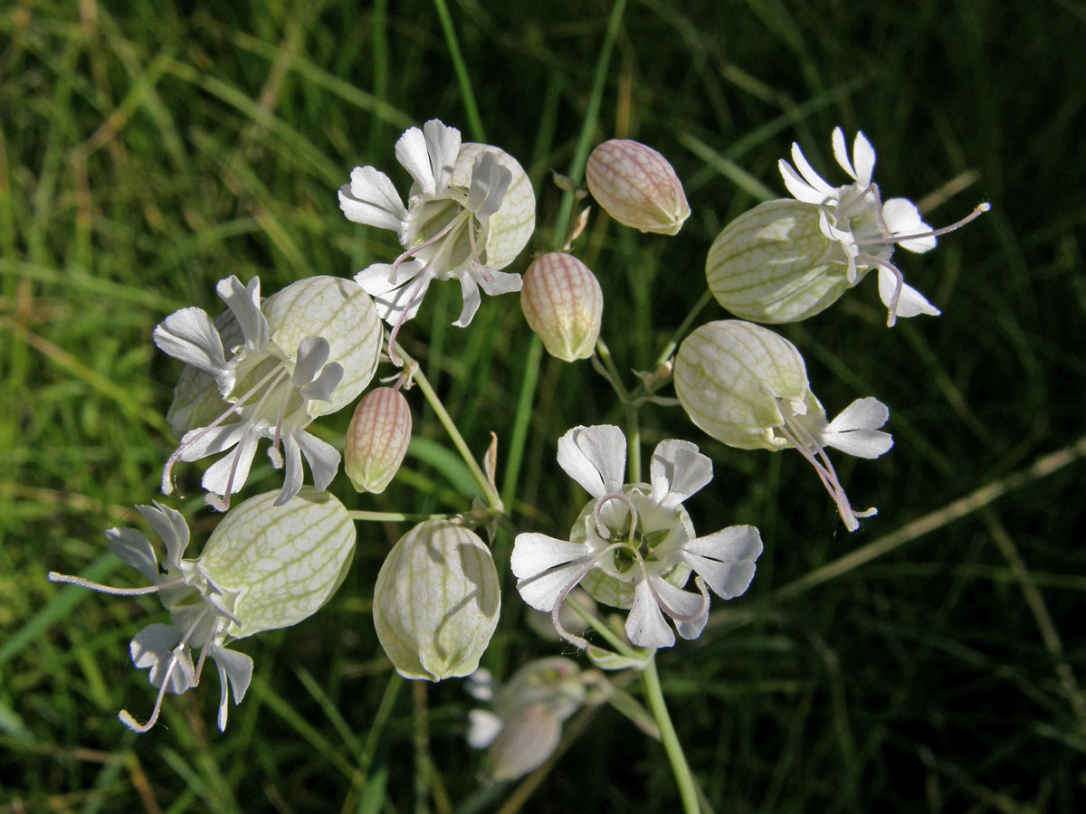 Silenka nadmutá ( Silene vulgaris (Moench) Garcke)