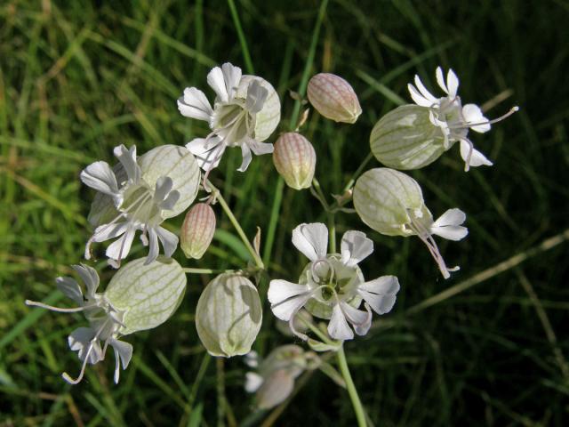 Silenka nadmutá ( Silene vulgaris (Moench) Garcke)