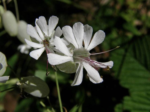 Silenka nadmutá (Silene vulgaris (Moench) Garcke)