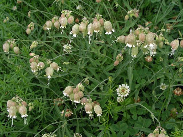 Silenka nadmutá (Silene vulgaris (Moench) Garcke)