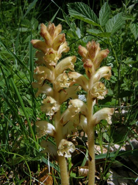 Záraza hřebíčková (Orobanche caryophyllacea Sm.)