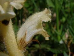 Záraza hřebíčková (Orobanche caryophyllacea Sm.)