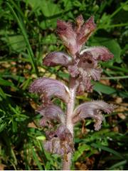 Záraza hřebíčková (Orobanche caryophyllacea Sm.)