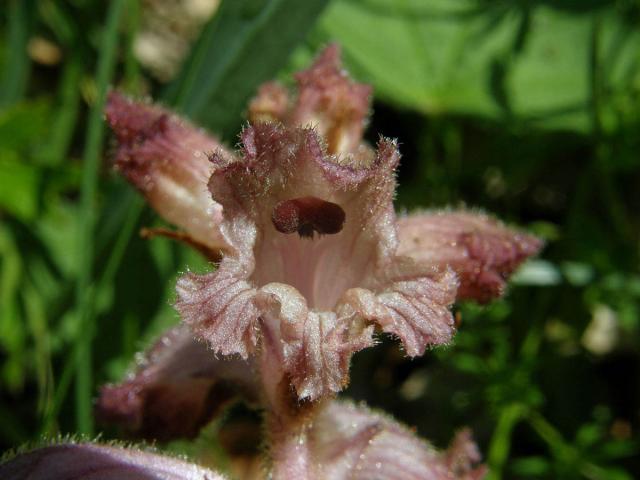 Záraza hřebíčková (Orobanche caryophyllacea Sm.)