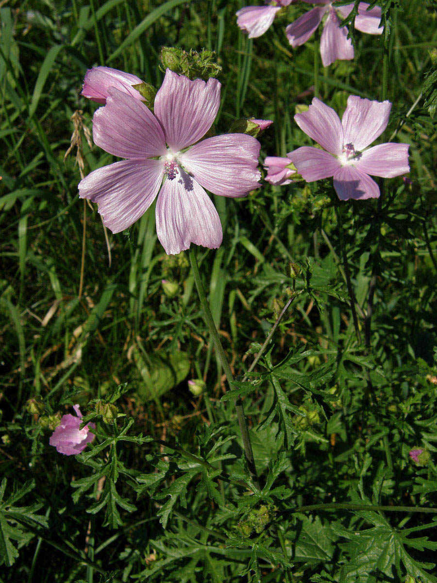 Sléz pižmový (Malva moschata L.)