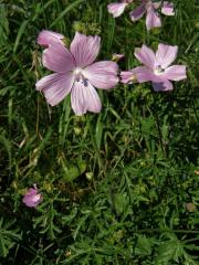 Sléz pižmový (Malva moschata L.)   