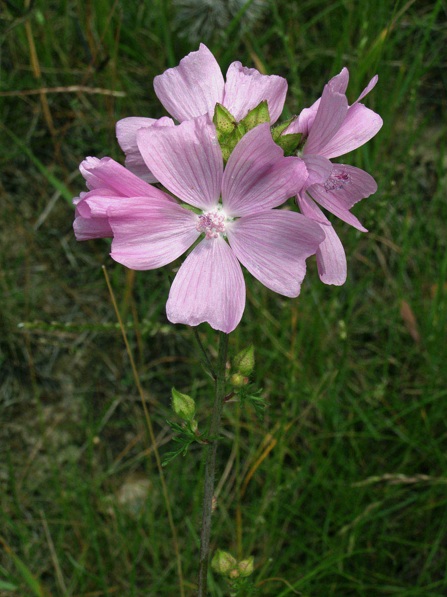 Sléz pižmový (Malva moschata L.)