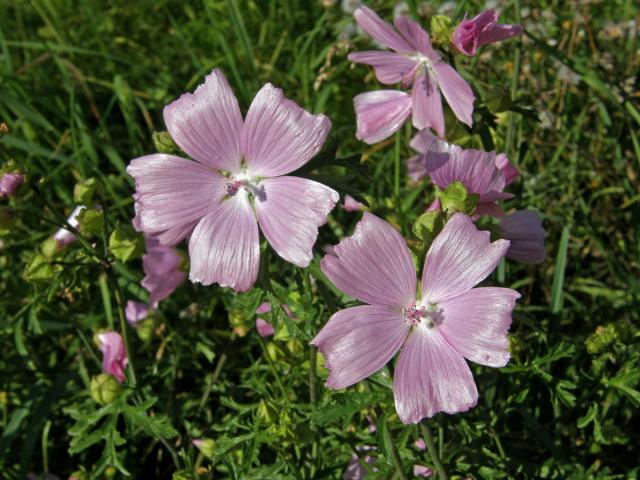 Sléz pižmový (Malva moschata L.)