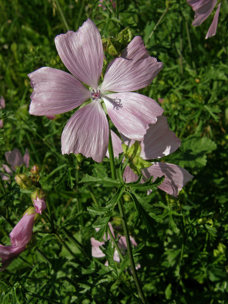 Sléz pižmový (Malva moschata L.)