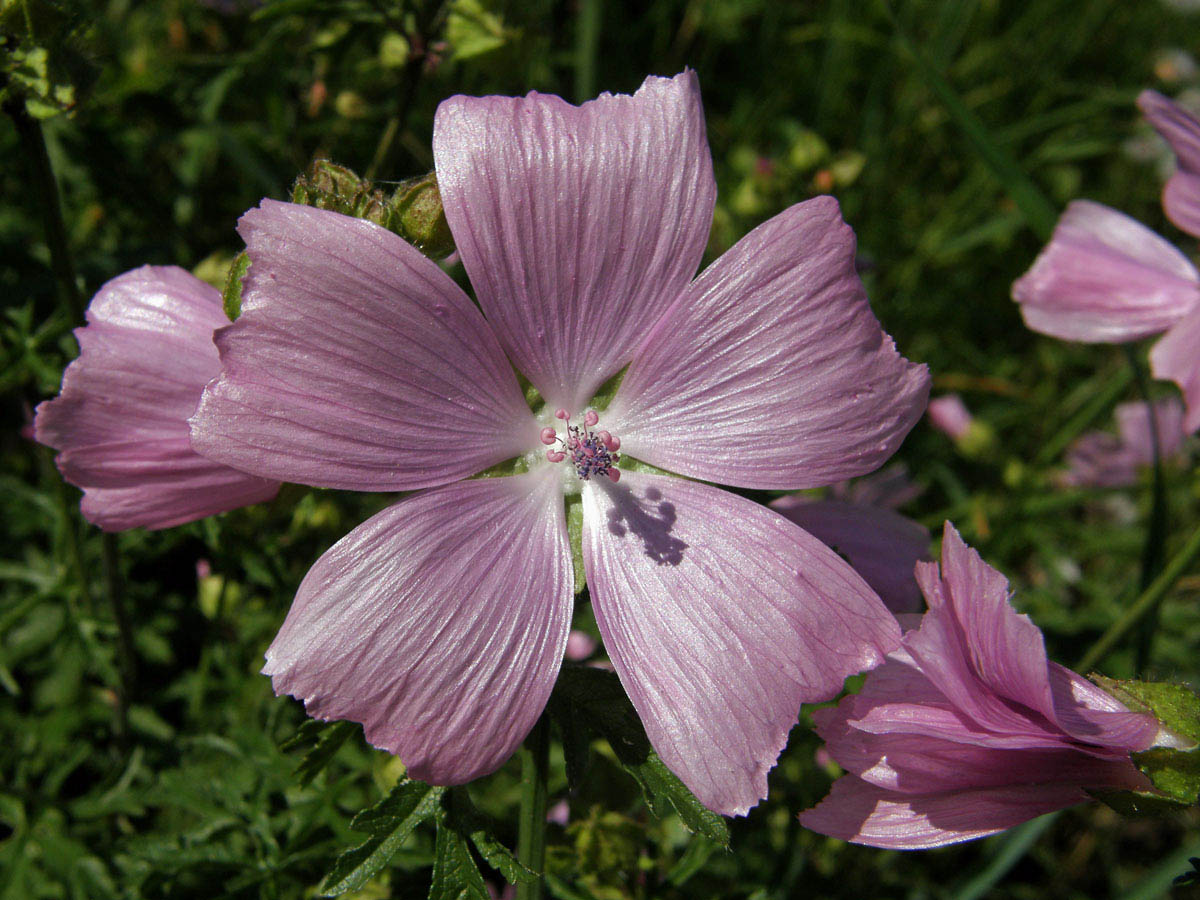 Sléz pižmový (Malva moschata L.)