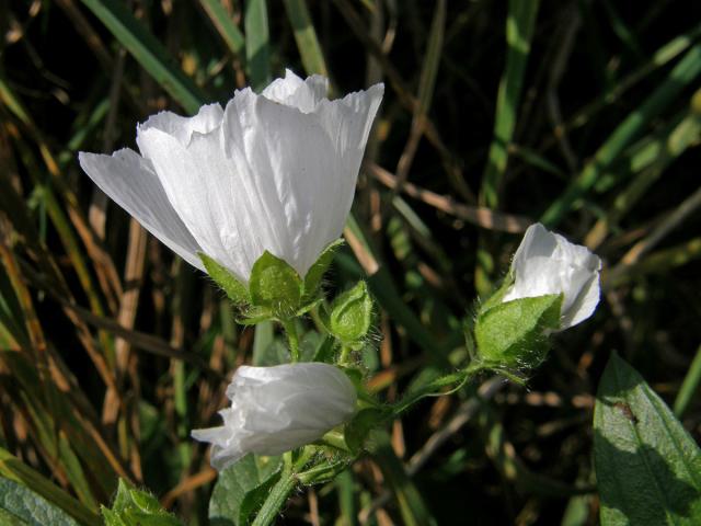 Sléz pižmový (Malva moschata L.)